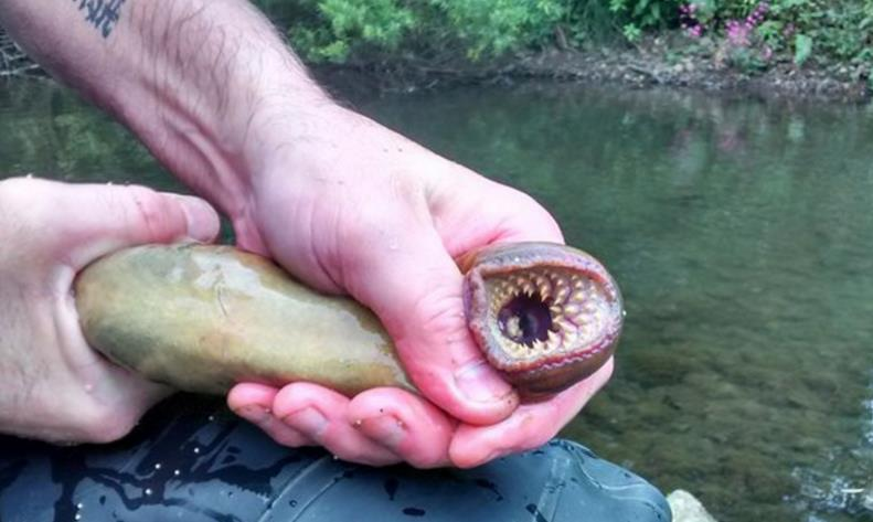 男子手被怪鱼一口咬住它嘴是吸盘里面长满了牙齿看着都疼