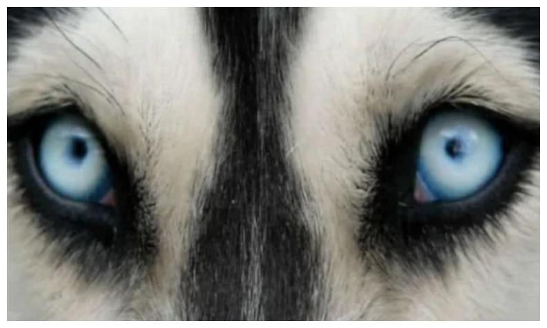 心理测试:凭直觉哪双眼睛更像是狗眼?测这辈子会有多少人爱你!