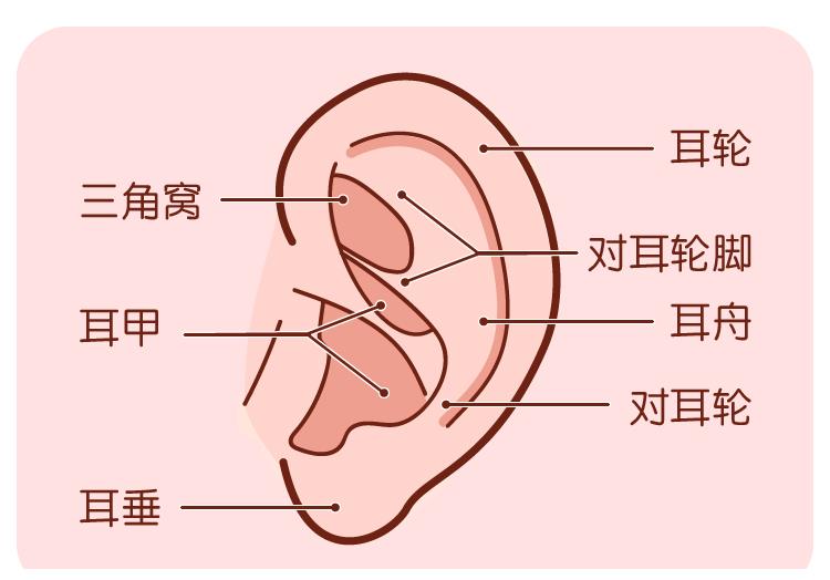 耳朵部位名称图解图片