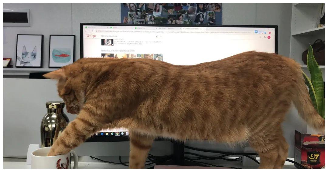 被强制绝育的橘猫，从此赖在了医院，还混成了副院长休闲区蓝鸢梦想 - Www.slyday.coM