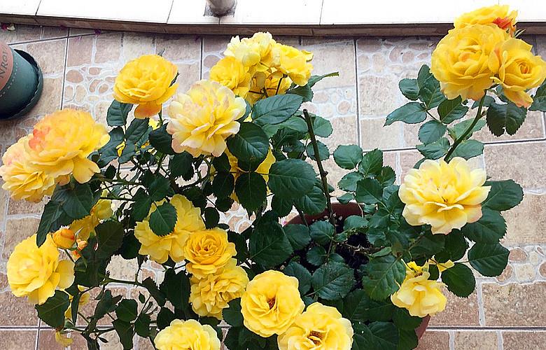 春天养月季做到三个舍得新芽呼呼冒开花就是爆盆