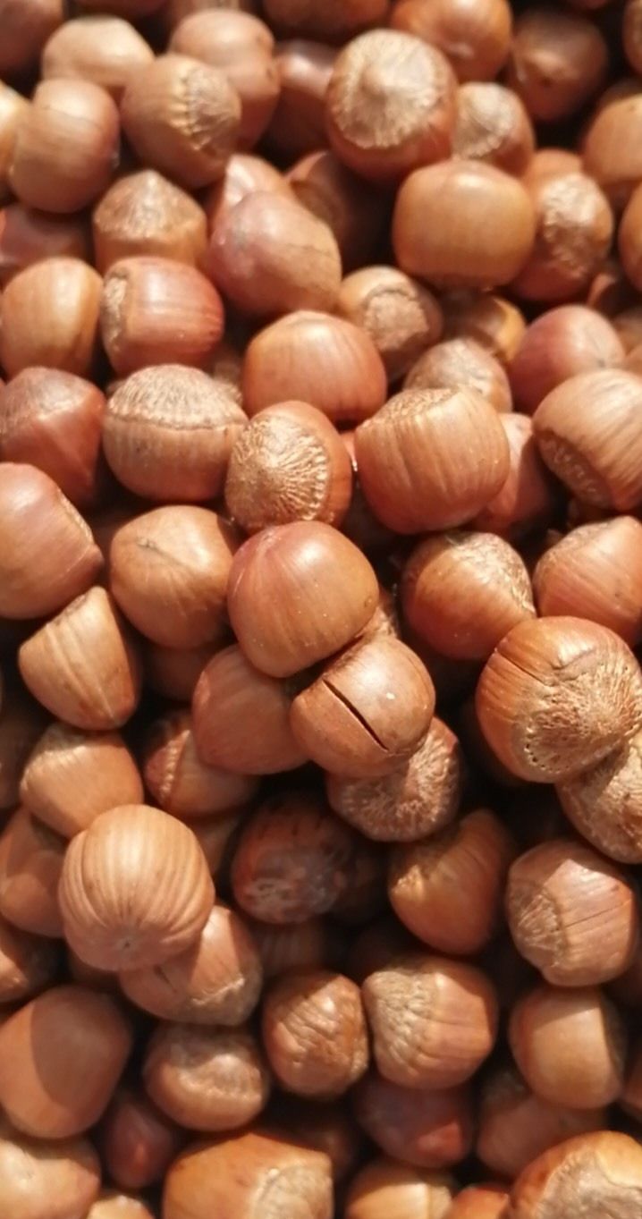 东北野生榛子蘑菇黑木耳有需要留言或加微信sb8880309