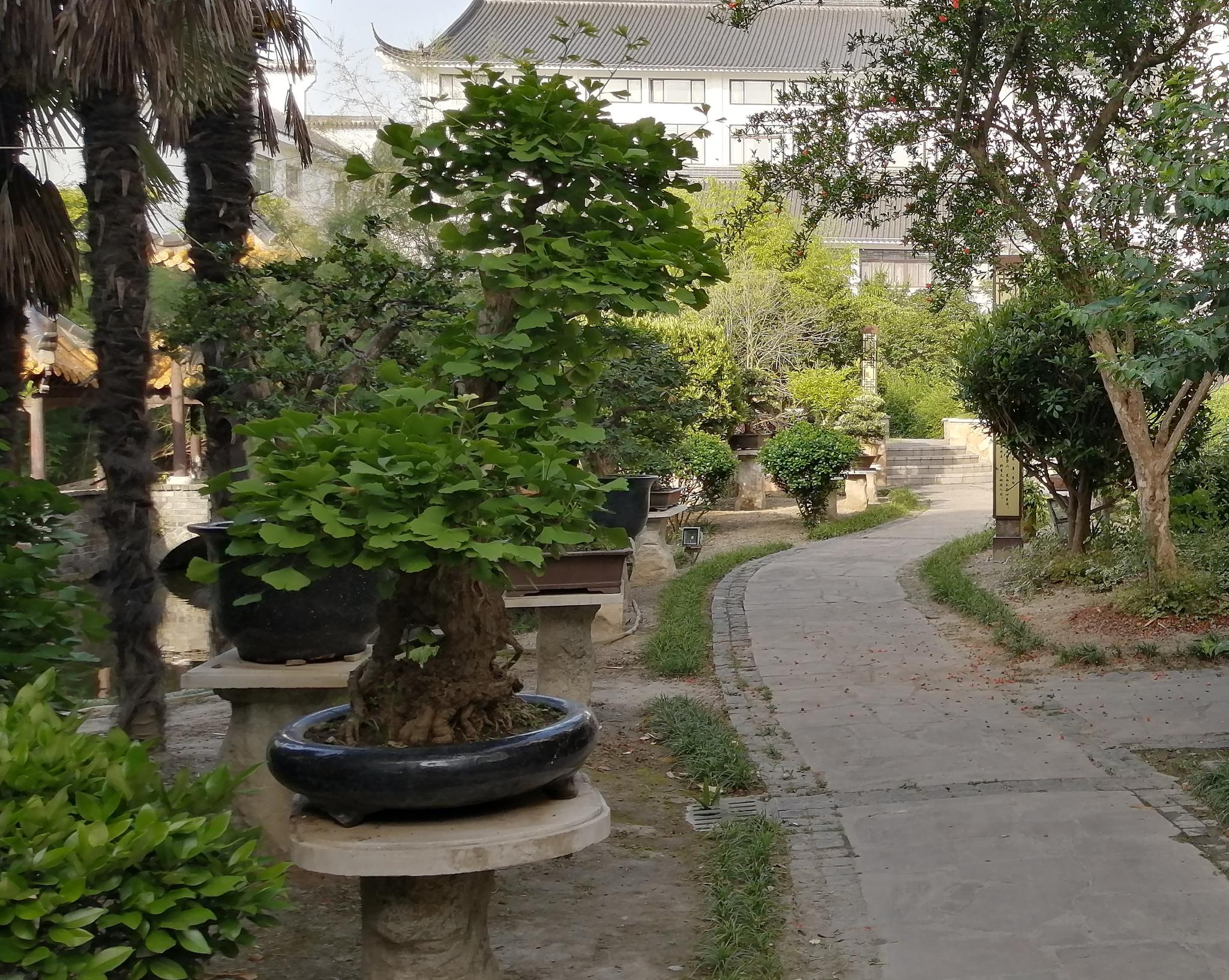 清晨,来如皋绿园看盆景