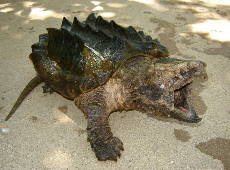 国外大伯钓到野生水中"霸王",小伙用手捧着它一身都在颤抖!