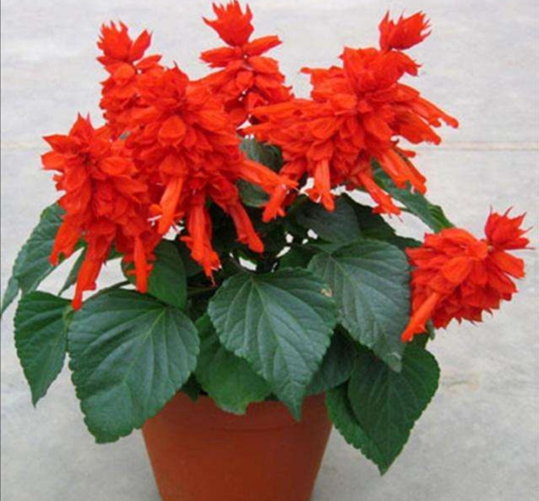 一串红开花漂亮又喜庆适合养在阳台和庭院观赏