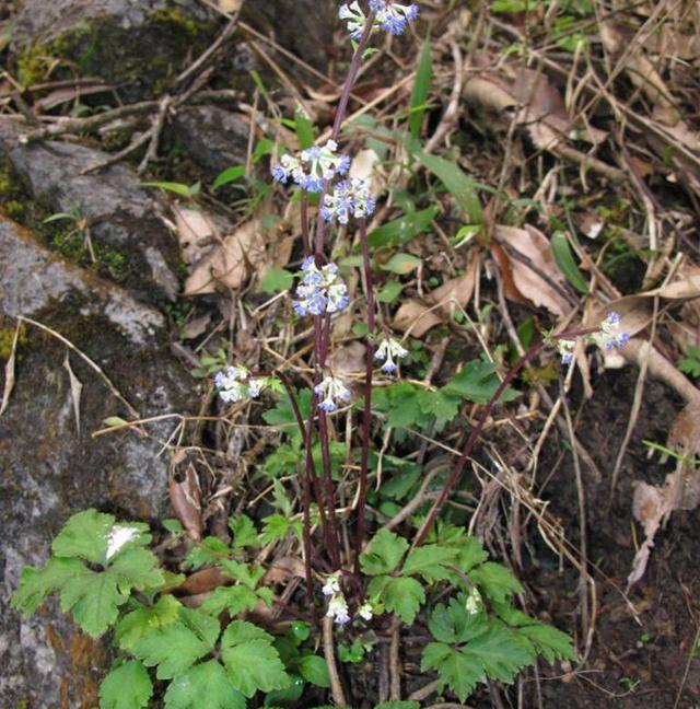 乡下1野草,人称"肺筋草",能清肺治哮喘,却少有人懂,可惜了__财经头条