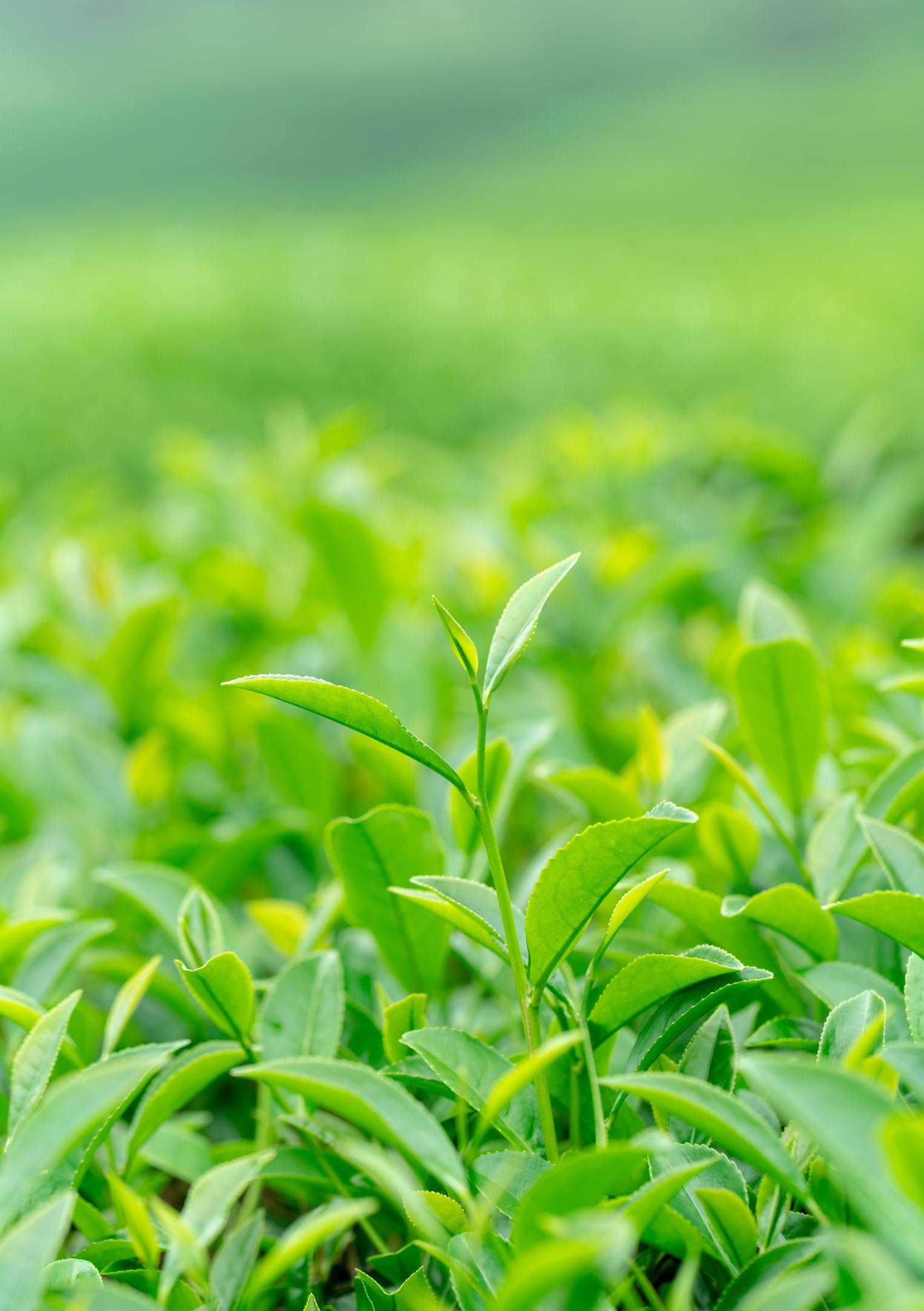 世界上树木最"值钱"的四颗,每一颗都价值连城,你认识哪些树?