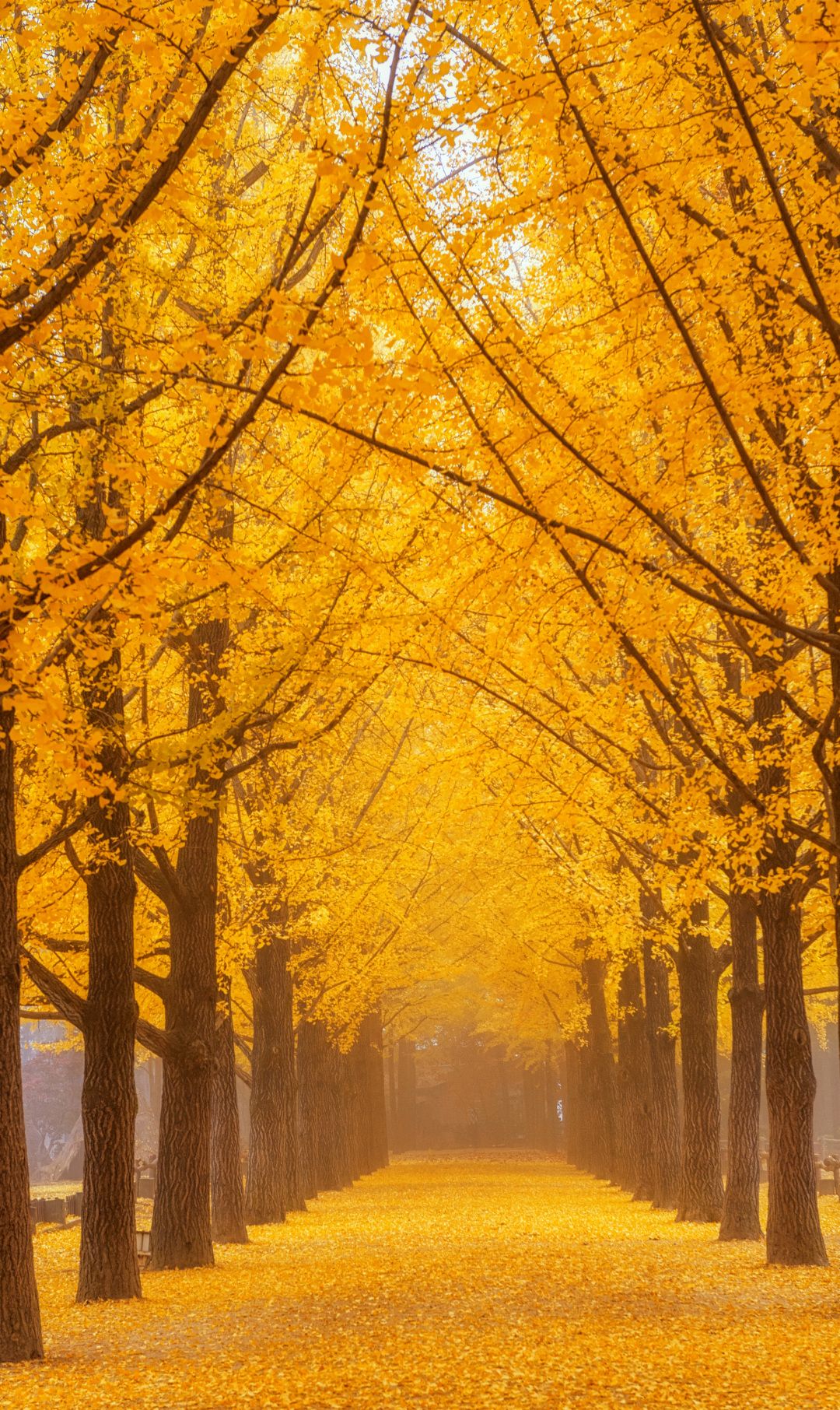 一组美到极致的银杏树壁纸,时光的隧道.想和ta一起走一走.