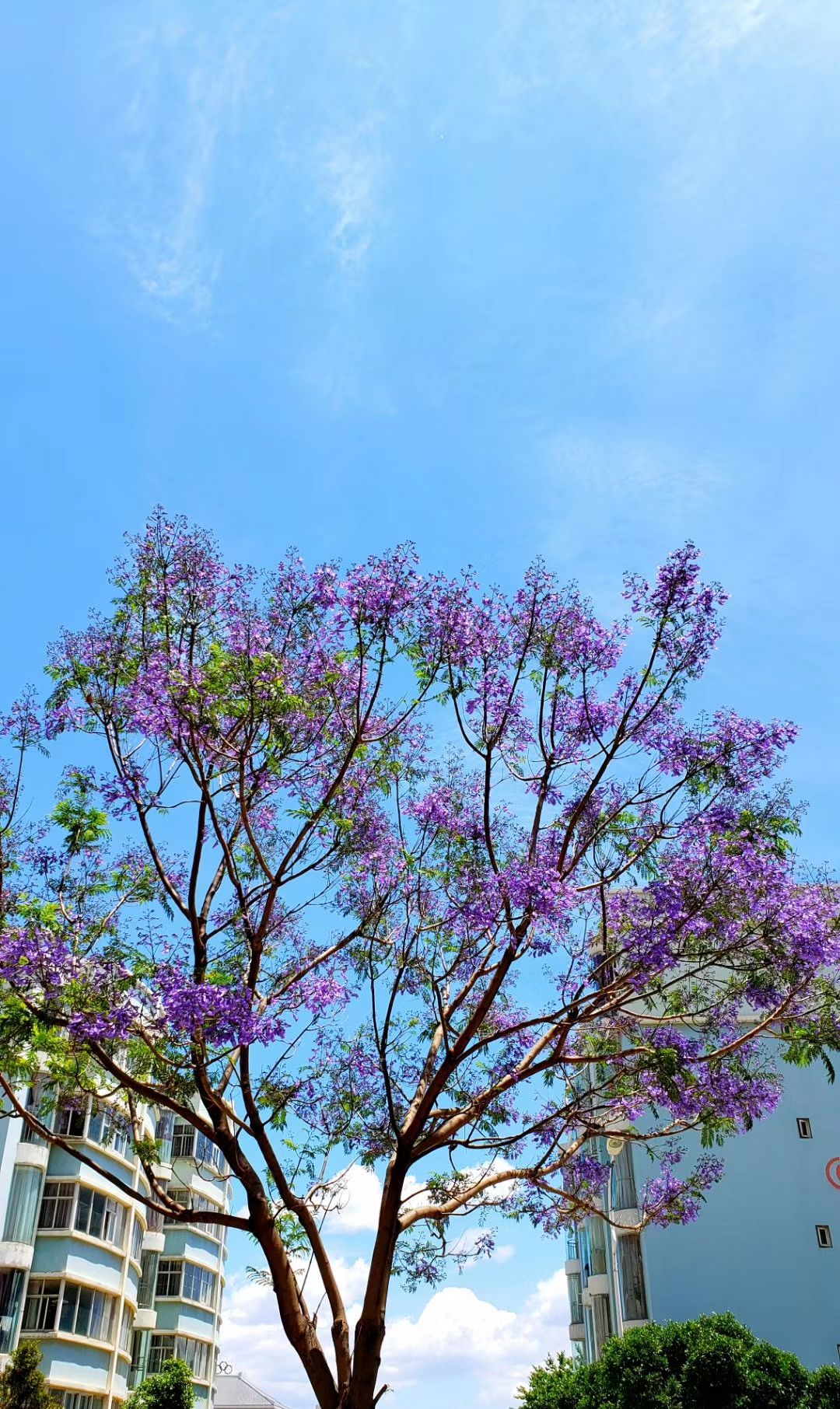 大理市的蓝花楹,美丽飘逸