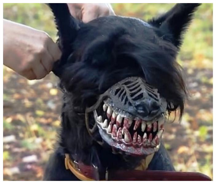 女子给狗狗戴口罩,却令狗狗被人误认为是"恶犬",好意反被误会