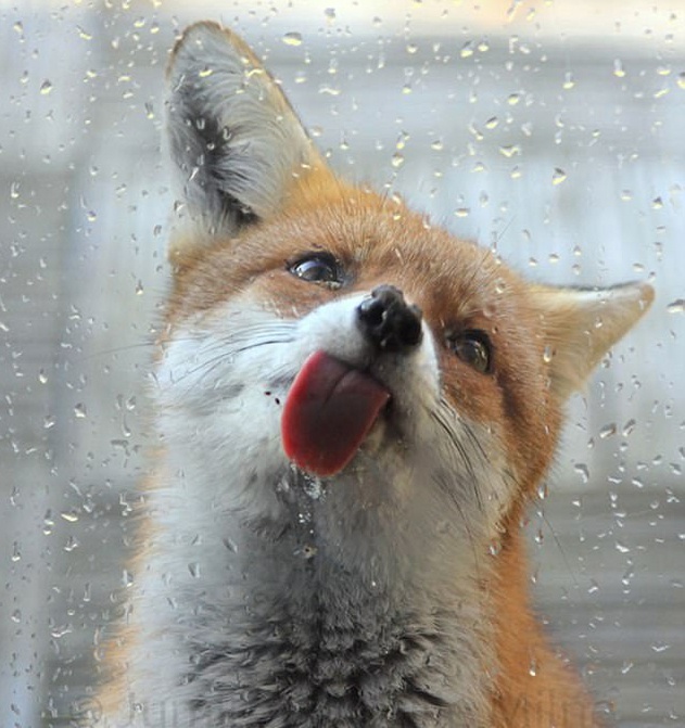 小动物舔屏合集 哈哈哈太可爱了_高清图集_新浪网