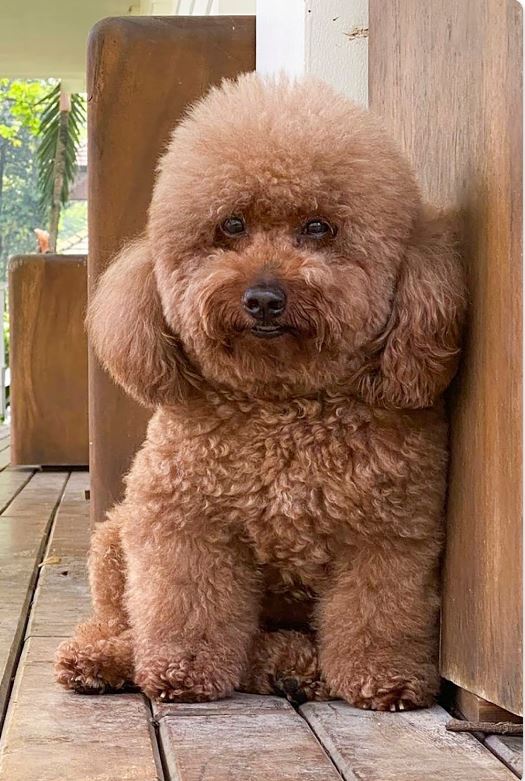 养一只玩具贵宾犬,2020年最流行的宠物狗