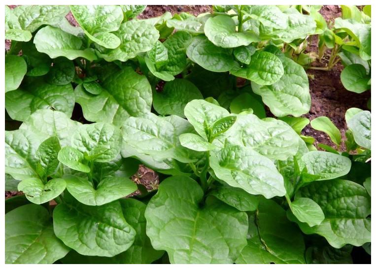 滑菜被称为"脾之菜",可养脾排毒,最适合做腌菜