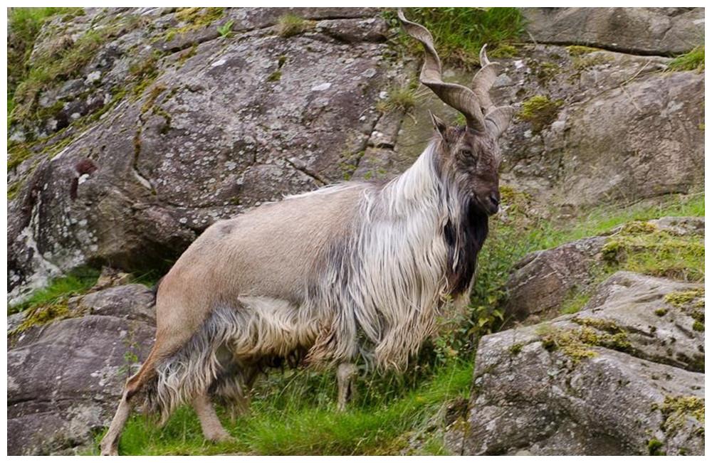 喜马拉雅发现螺角山羊 公羊求偶把同伴推下悬崖 雪豹趁机来捕食 雪豹 喜马拉雅 公羊 新浪新闻