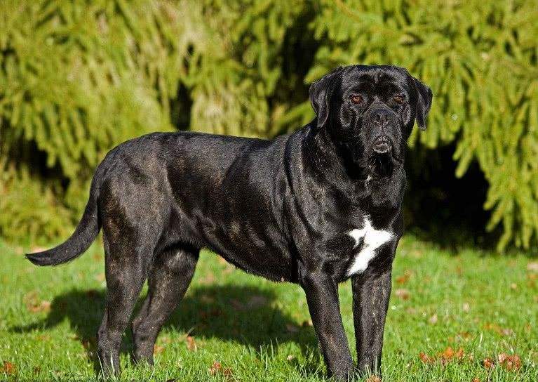 卡斯罗犬,耐力与力量完美结合,护卫犬中的第一门神!