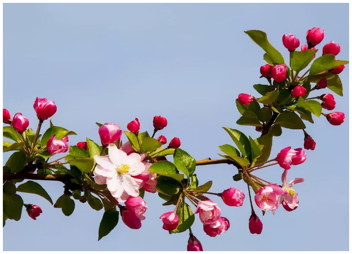 农历九月十八霜降后 养什么花 家里养3种花 平平安安幸福快乐