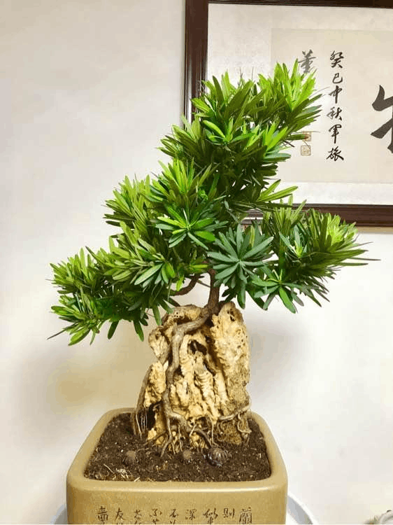 罗汉松少则几千,多则上万,不如用1料,养1年有成就感__财经头条