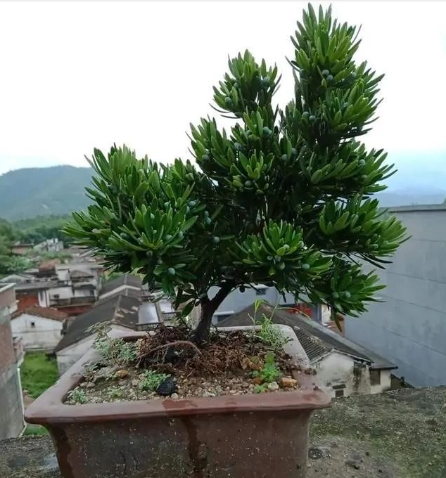 种罗汉松用枝条掰一根插土里不久之后便可成为老树桩