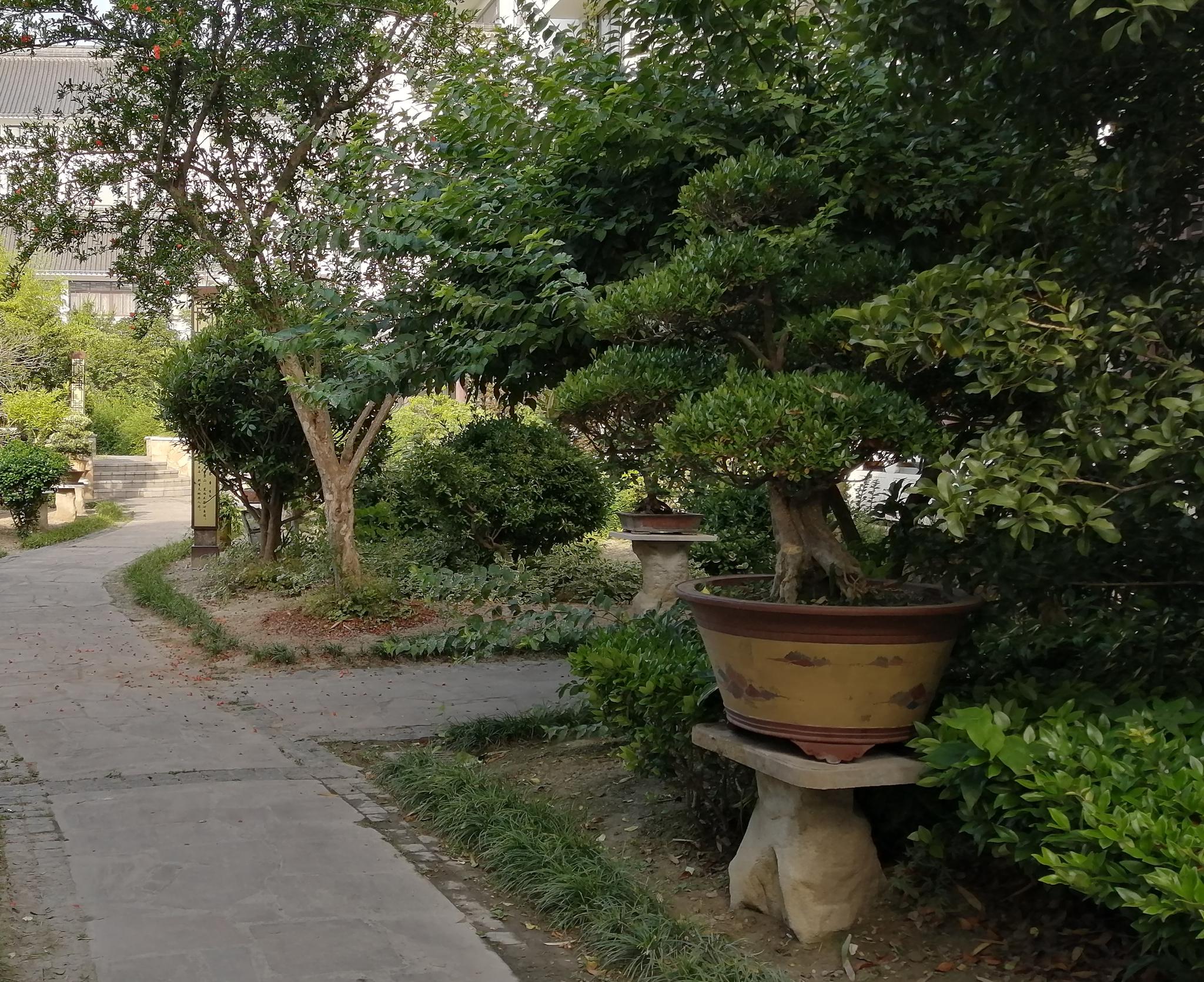 清晨,来如皋绿园看盆景