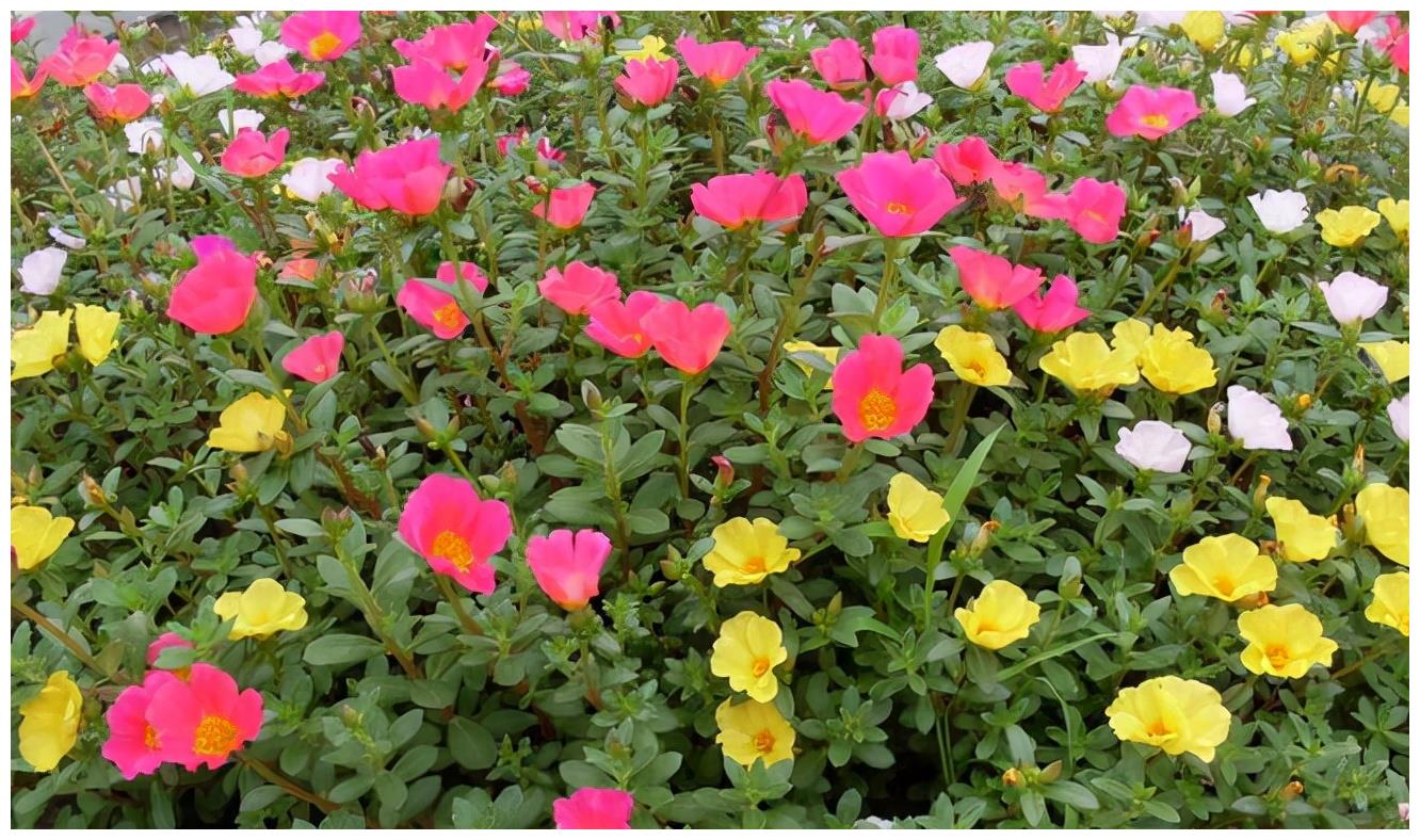 农历九月十八霜降后 养什么花 家里养3种花 富贵吉祥福临居所 绿萝 太阳花 铁线蕨 新浪新闻