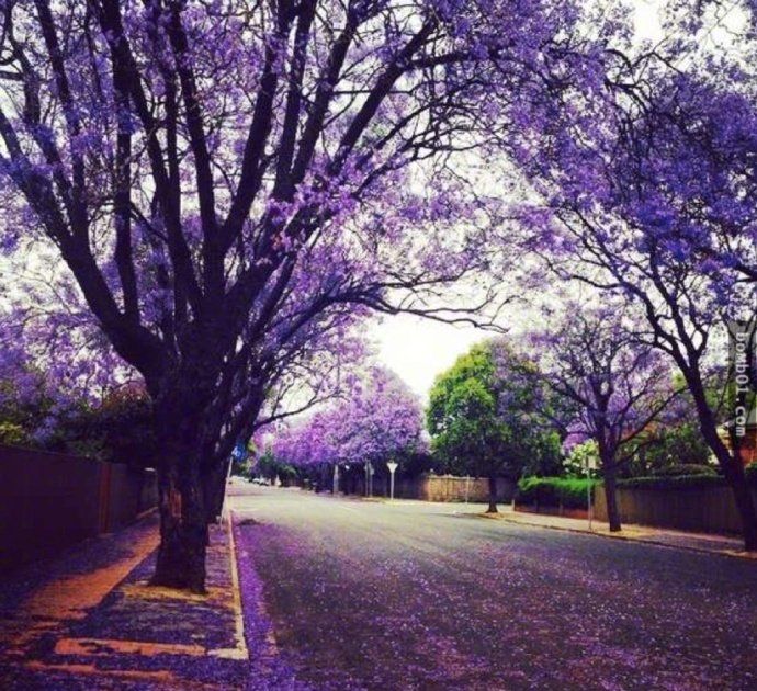 澳洲满街的蓝花楹 一条蓝色的街