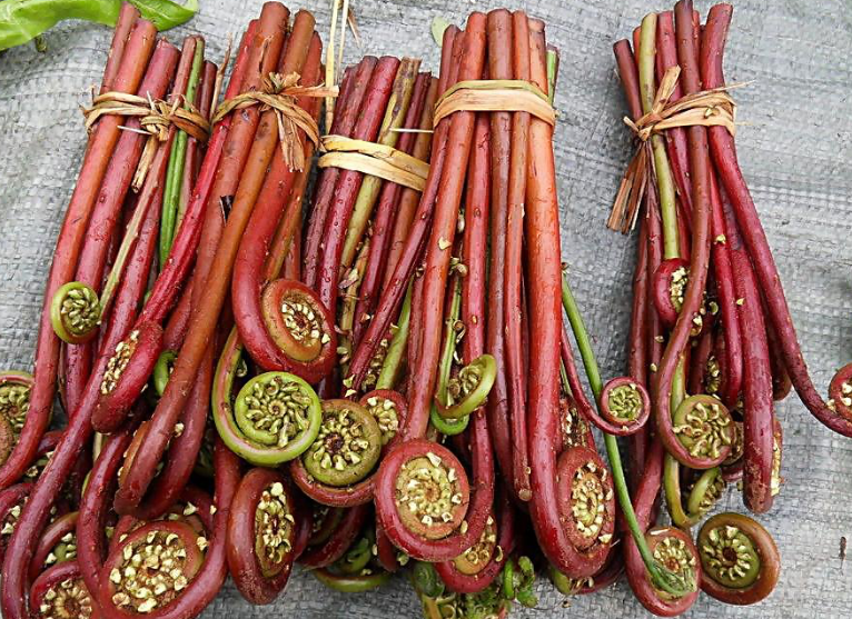 蕨菜能不能吃到底能不能致癌看看医生怎么说