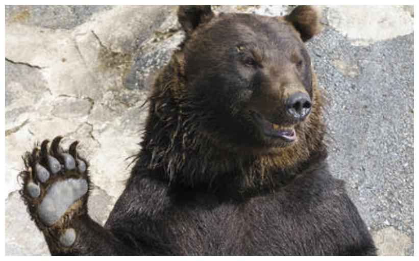 老人常说一猪二熊三老虎当野猪遇到棕熊野猪到底多厉害
