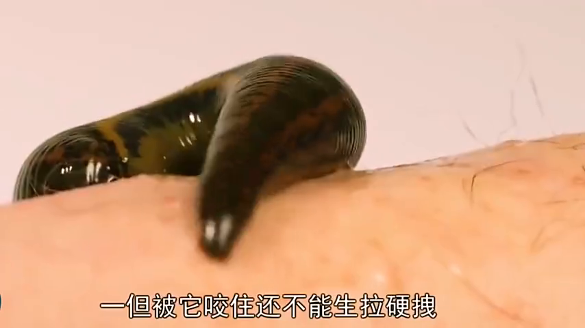 都知道水蛭爱吸血,老外把它直接丢进"酸辣汤"