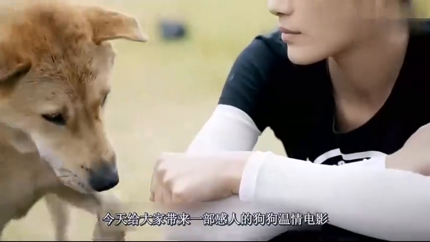 狗狗被主人抛弃,在流浪时受尽磨难,哭着看完电影《流浪33天》