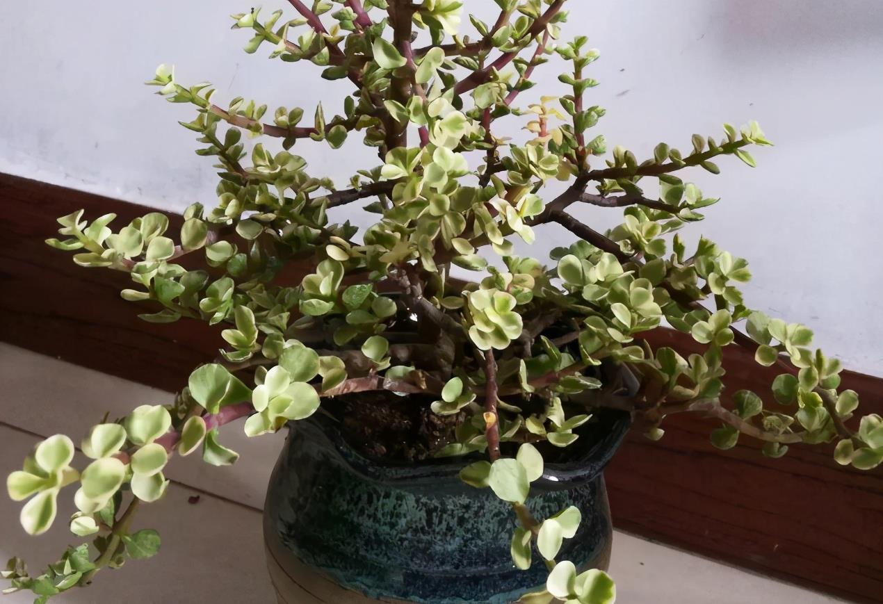 养好金枝玉叶简单,注意3点,盆栽有状态,更漂亮,易成老桩__财经头条