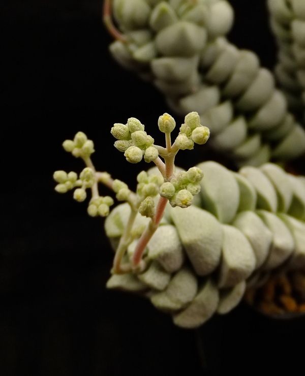 青锁龙大合集一起去看看这些小巧可爱的多肉植物