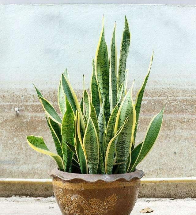 金边虎皮兰的风水作用(金边虎皮兰的风水作用兰)