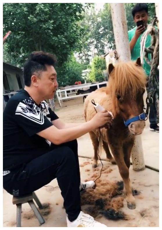 于谦给小矮马梳理毛发婴儿肌抢镜显富态满柜奖杯闷声发财