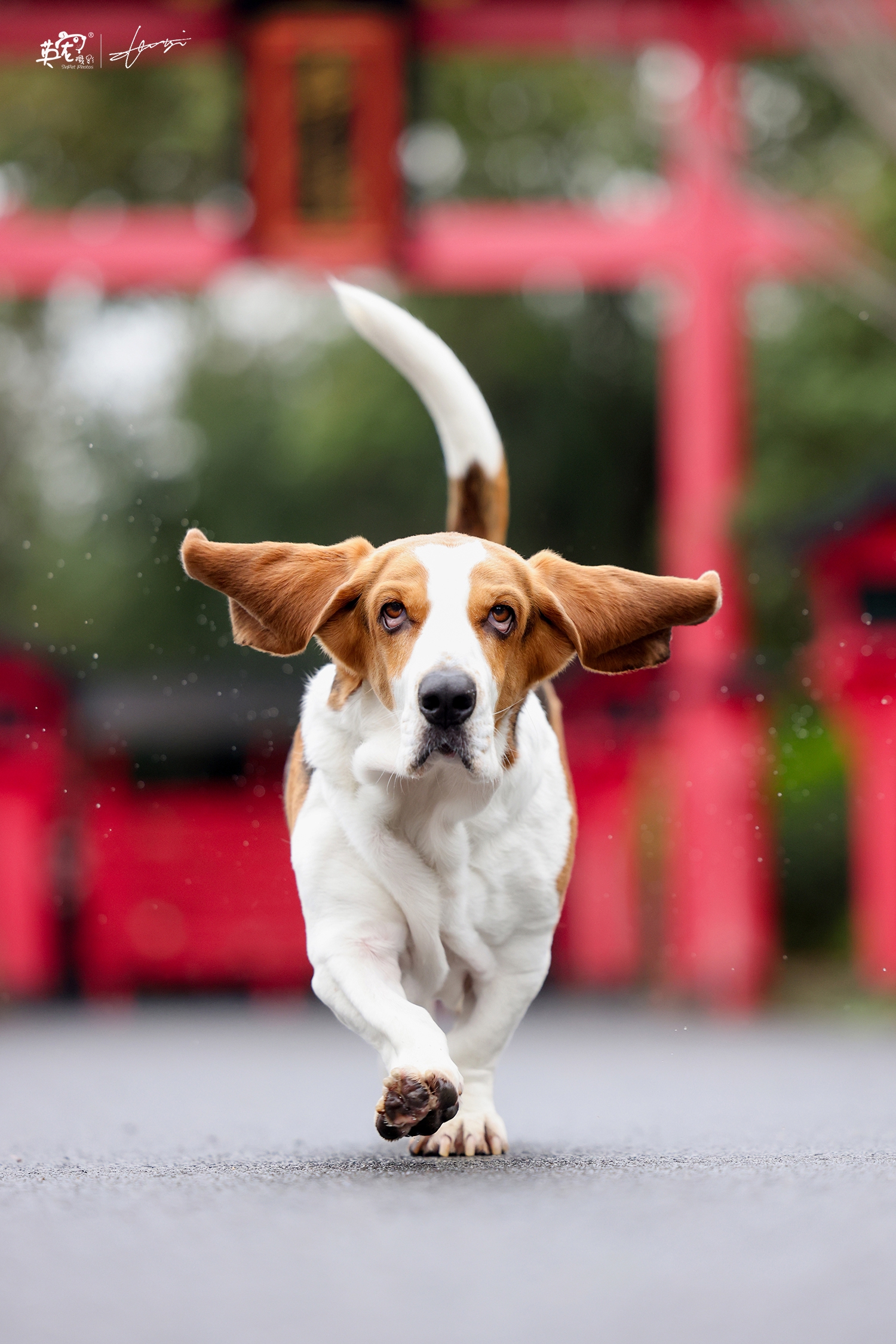 据说巴吉度的两扇大耳朵,能有效防止被无关因素干扰.__财经头条