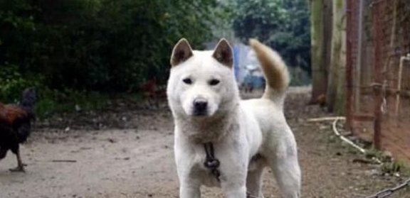 “土狗”也有很多种类，对中华田园犬你了解多少|田园|犬种|土狗_新浪新闻