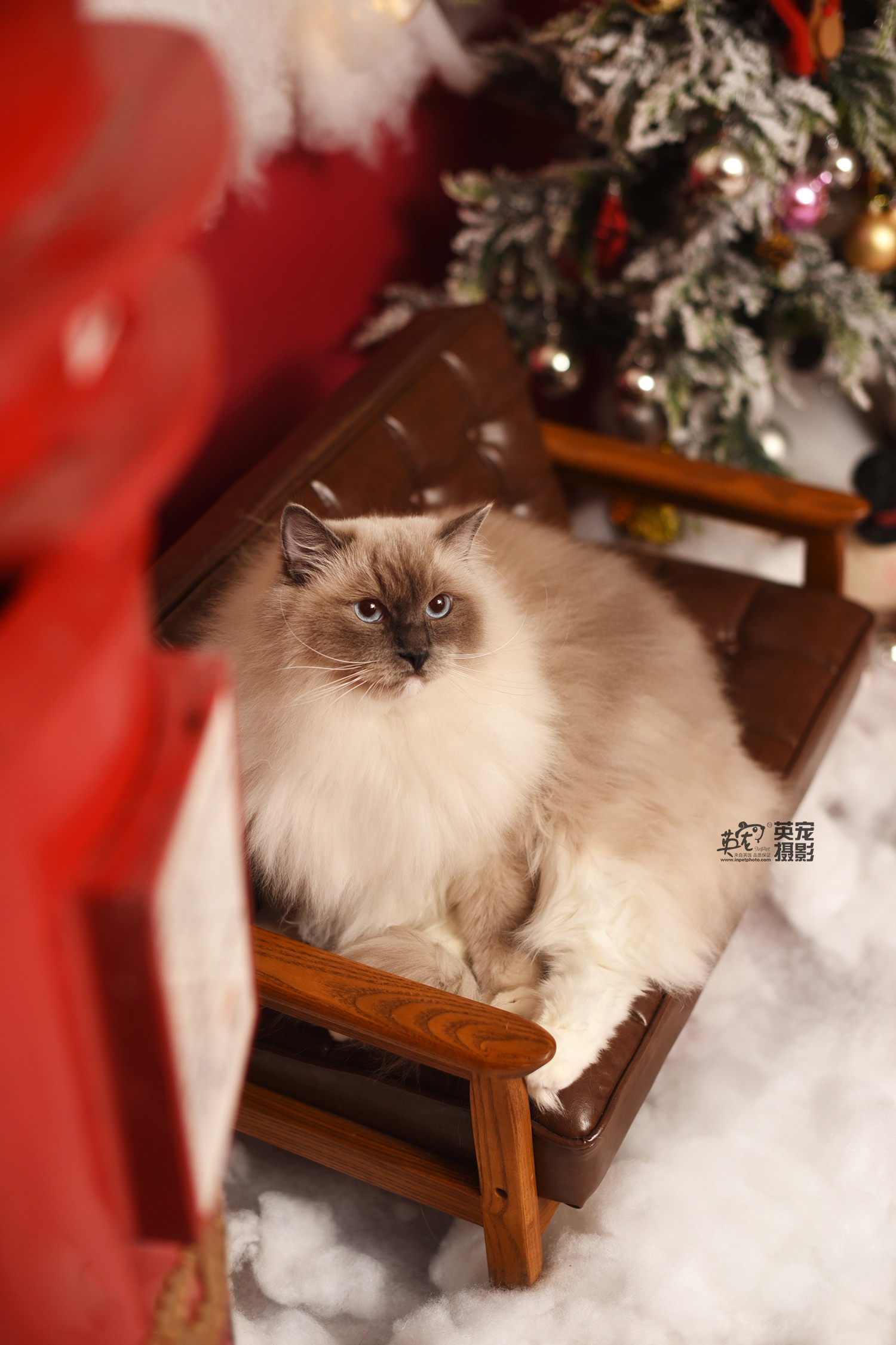 作为一只美喵喵圣诞节你需要什么呢