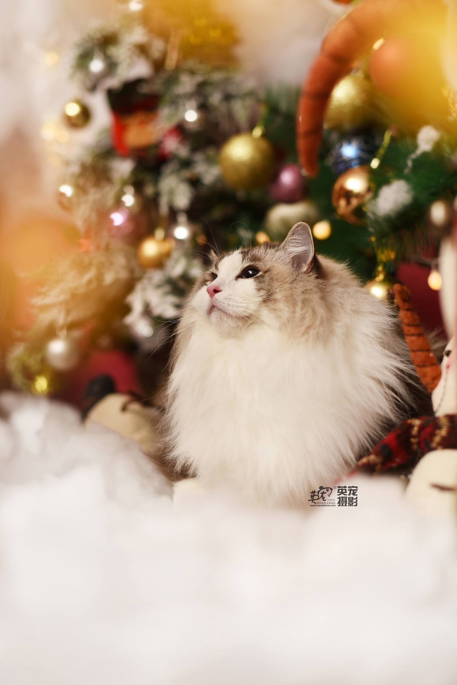 作为一只美喵喵圣诞节你需要什么呢