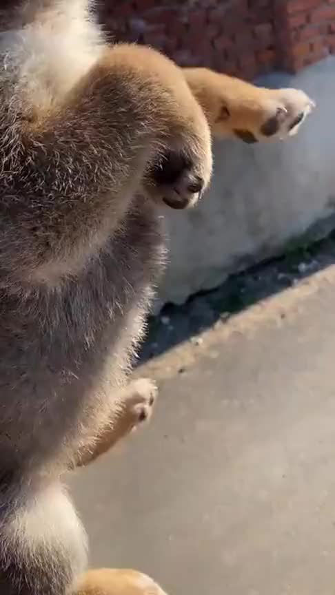 拎着狗狗的后脖子,这"太空漫步"的一幕,简直太可爱了!