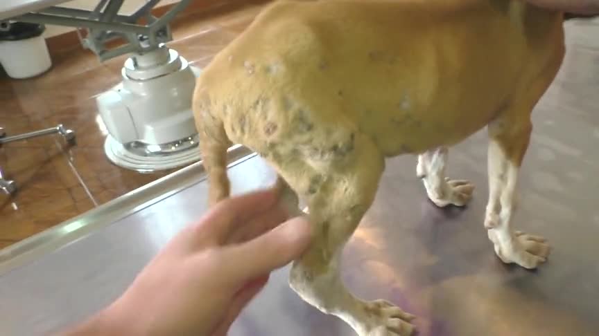 皮包骨的汪星人,尾巴上住着几十只寄生蛆虫主人徒手挤压