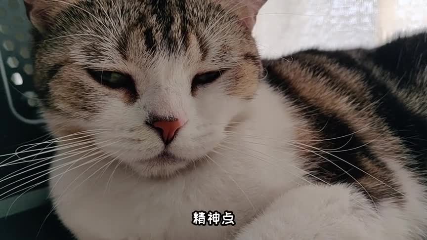 猫咪舔毛,都是这么可爱吗?看着好萌哦