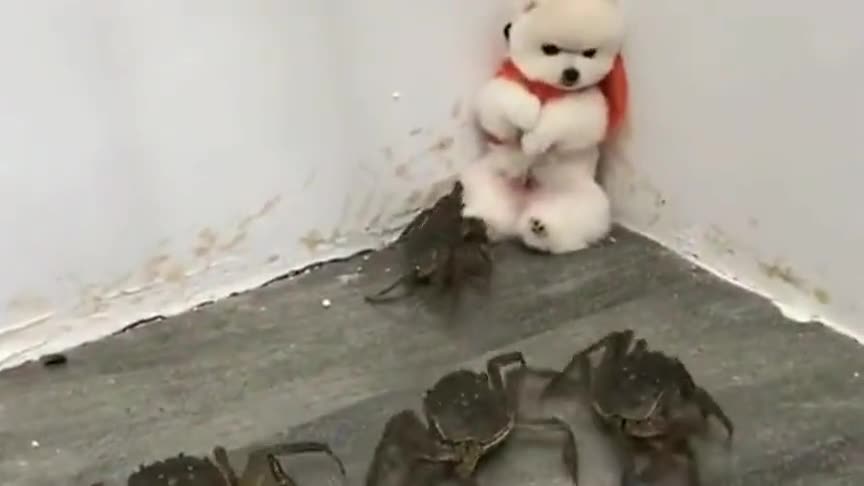狗狗被螃蟹团团包围,躲在墙角瑟瑟发抖,这模样也太可怜了!