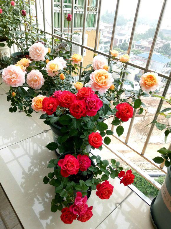 最像牡丹的月季花养在阳台上仙气十足花期长