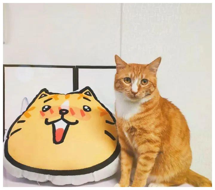 被强制绝育的橘猫，从此赖在了医院，还混成了副院长休闲区蓝鸢梦想 - Www.slyday.coM