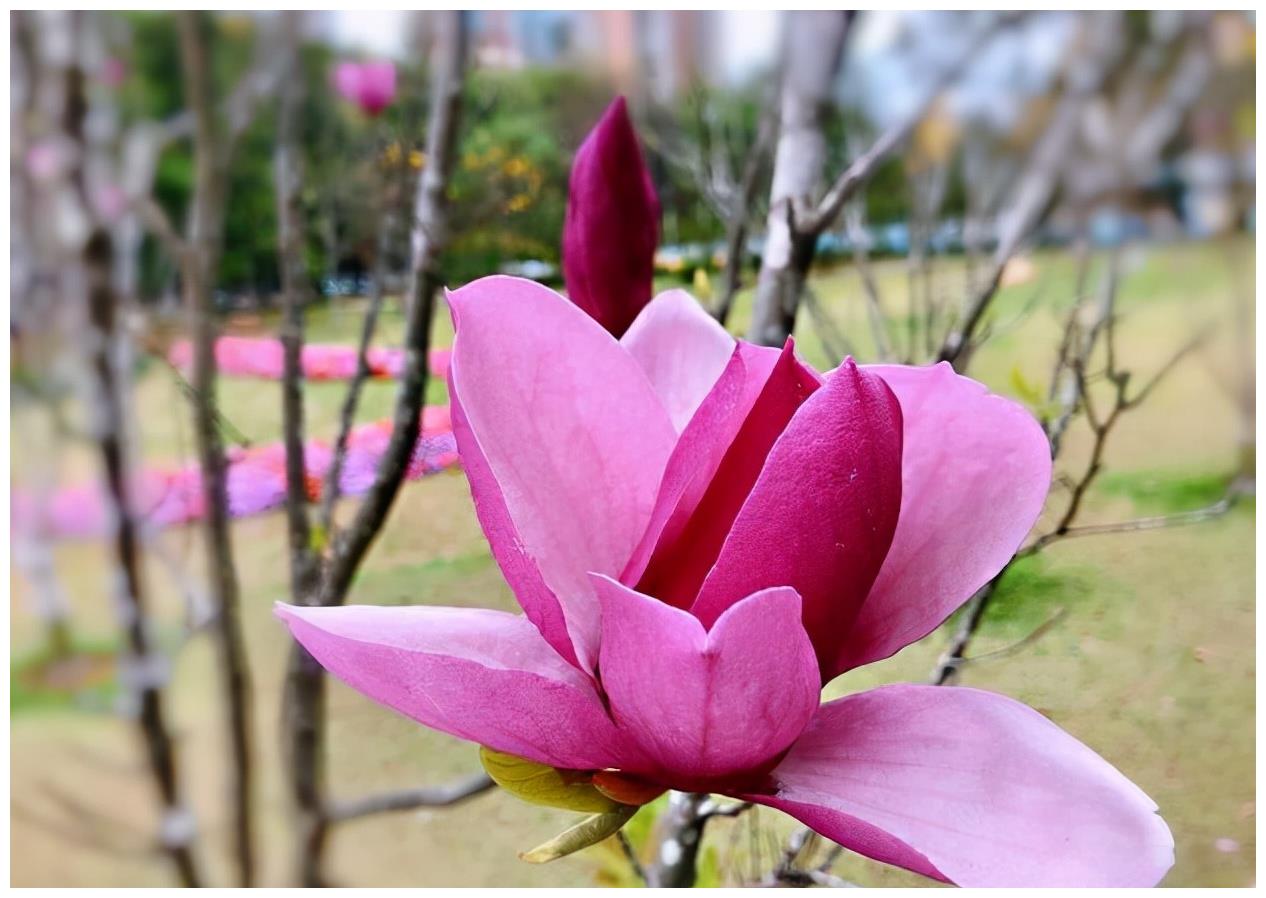 农历九月十八霜降后 养什么花 家里养3种花 爱情永固幸福一生 常春藤 辛夷花 绿萝 新浪新闻