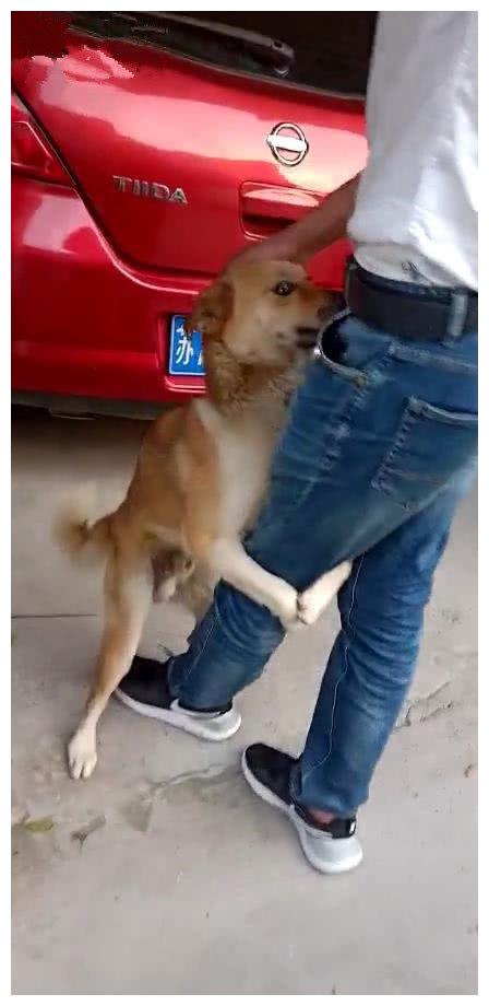 土狗得知主人将要离家,站起来拥抱主人大腿,狗:在外面要好好的