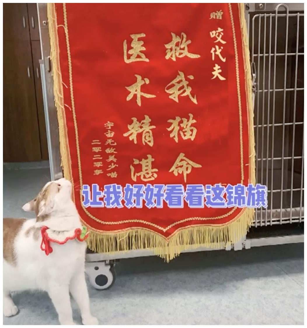 被强制绝育的橘猫，从此赖在了医院，还混成了副院长休闲区蓝鸢梦想 - Www.slyday.coM