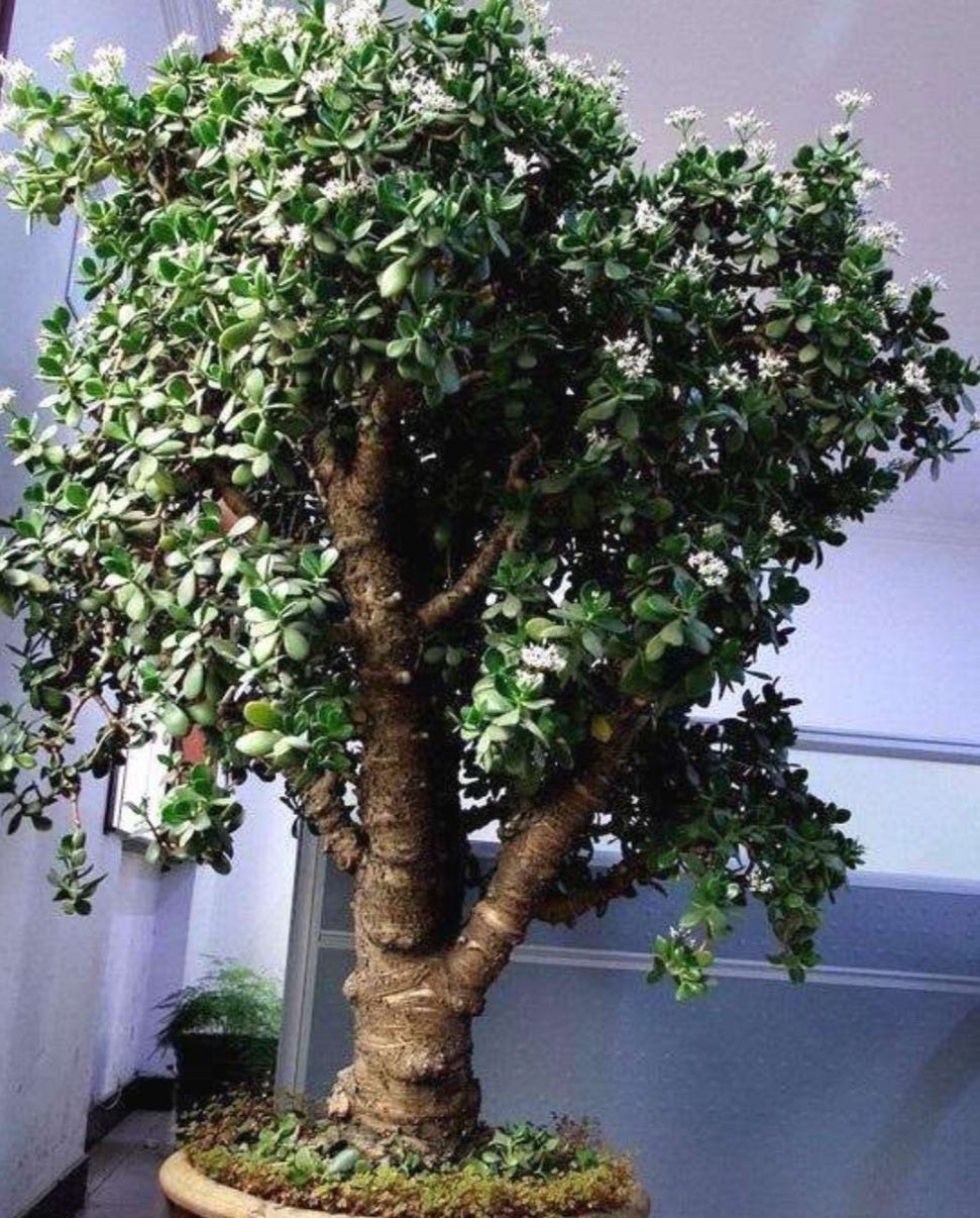 养玉树要舍得剪枝补足养分才能长成漂亮的老桩盆景