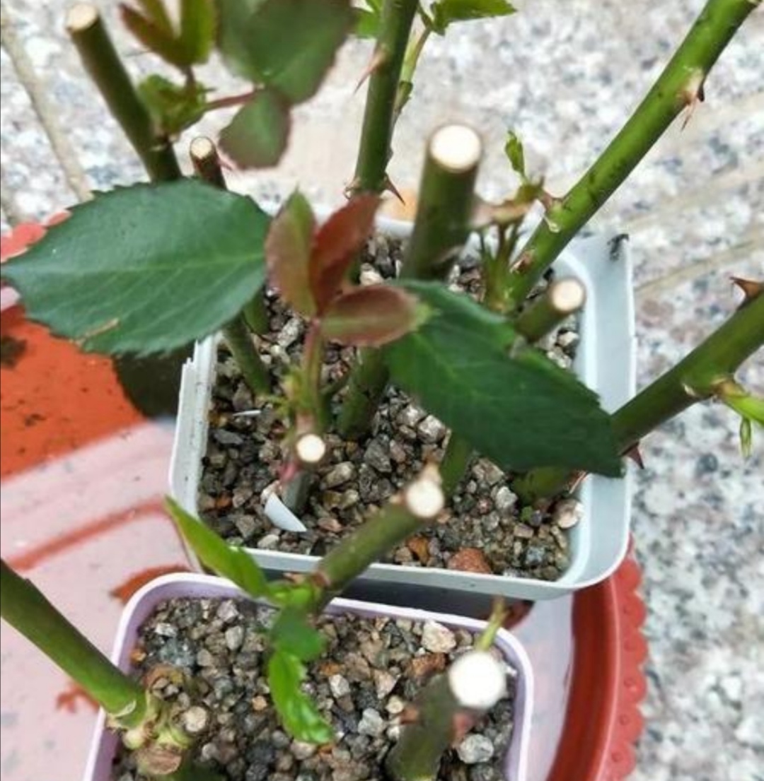 月季冬天也能扦插,只要做好这几个关键点,很快就能生根长新芽