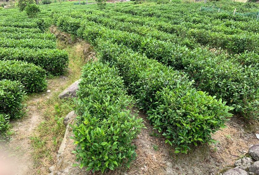 狗牯脑茶园里除了茶,还有这个