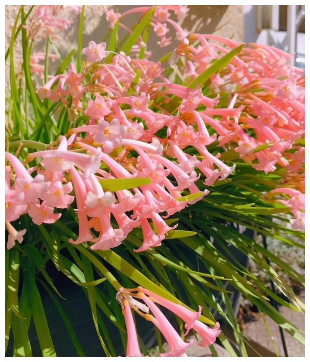 3种漂亮的种球花 9月养一盆正当时 花色艳丽 开一朵香飘满屋